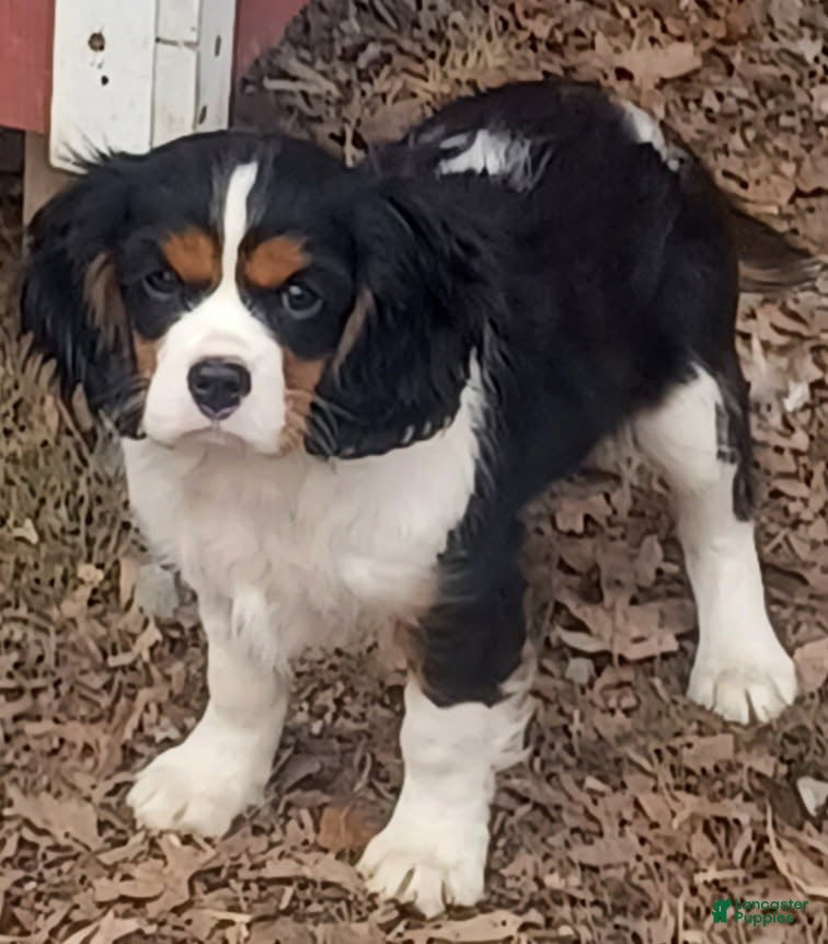 Cavalier King Charles Spaniel dogs Jose - Ad 10
