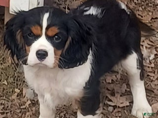 Cavalier King Charles Spaniel dogs Jose - Ad 9