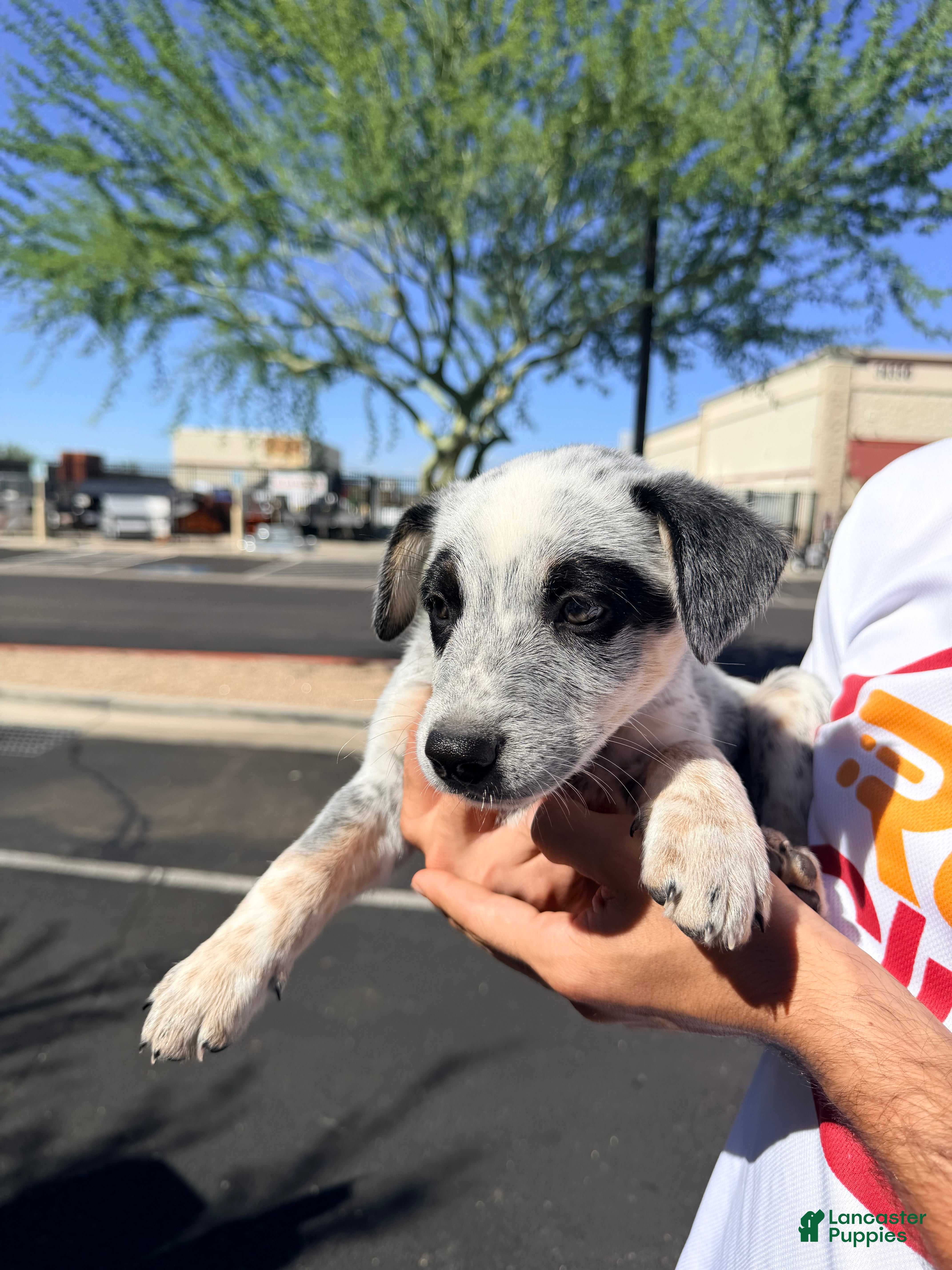 Australian Cattle Dog dogs for sale: Australian cattle dog  - Ad 2