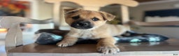 Mixed Breed dogs for sale: Dusty - Ad 2