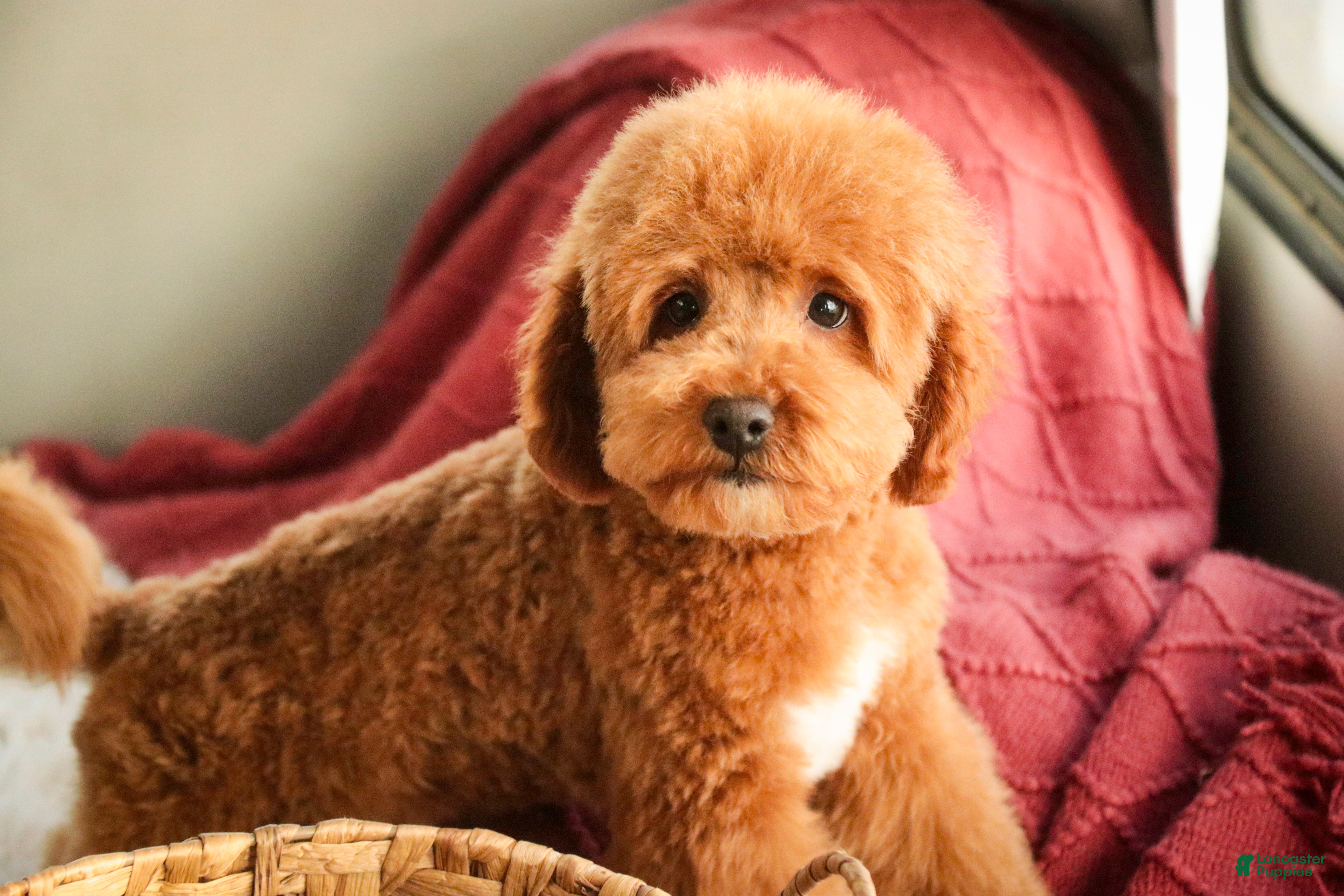 Shihpoo dogs Chase - Ad 16