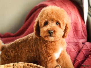 Shihpoo dogs Chase - Ad 16