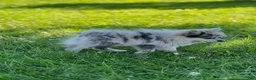 Pomeranian dogs for sale: Bluey - Ad 4