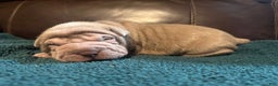 Shar Pei dogs for sale: Romeo - Ad 2