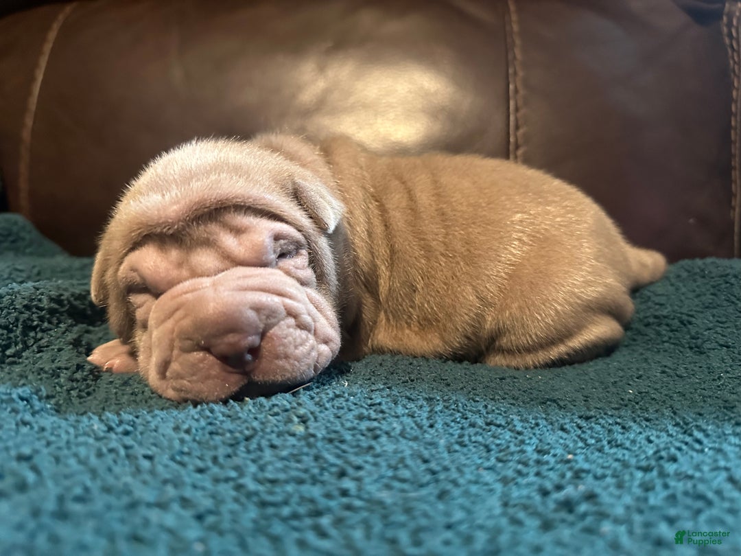Shar Pei dogs for sale: Romeo - Ad 2