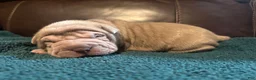 Shar Pei dogs for sale: Romeo - Ad 16