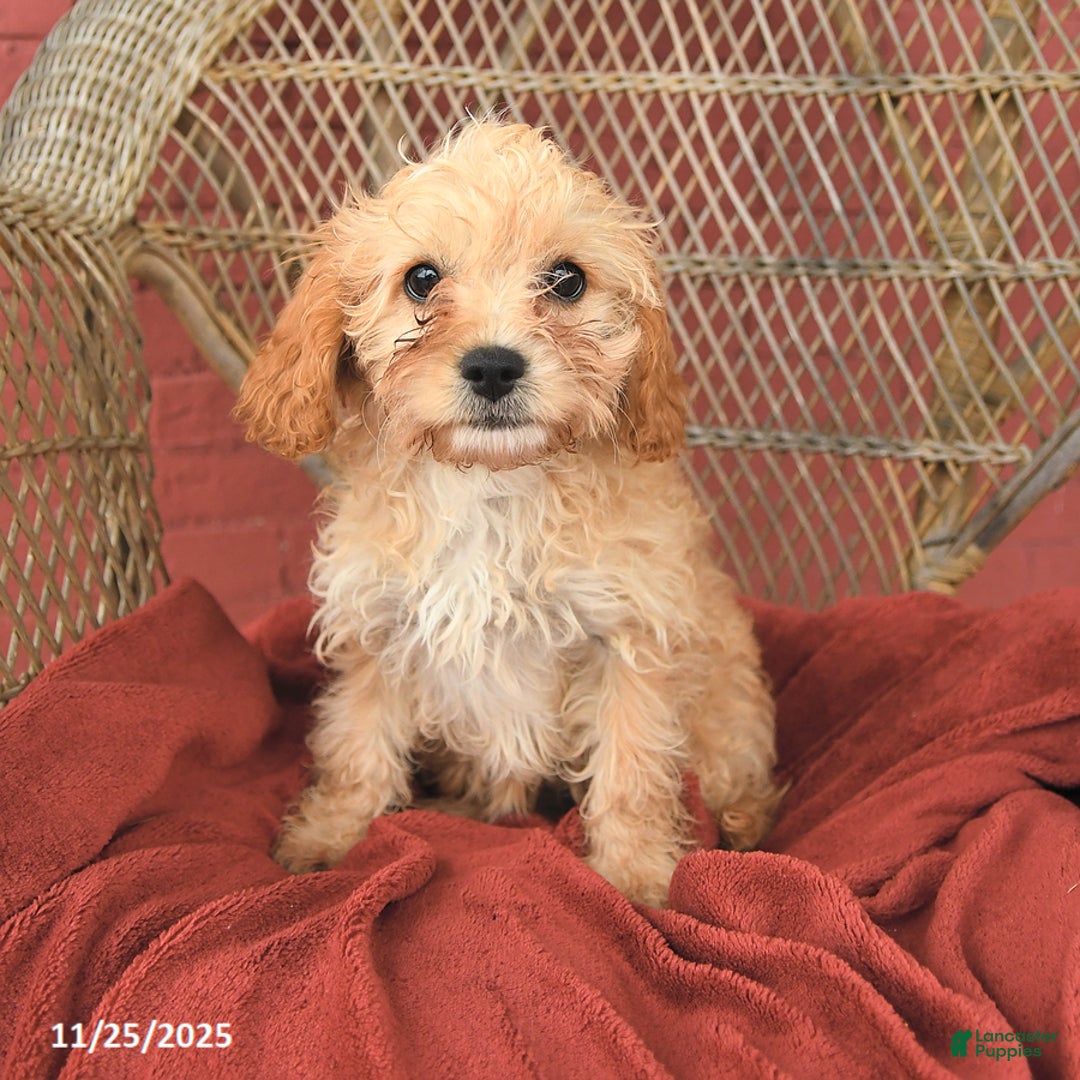 Cavapoo dogs for sale: Daffodil - Ad 2