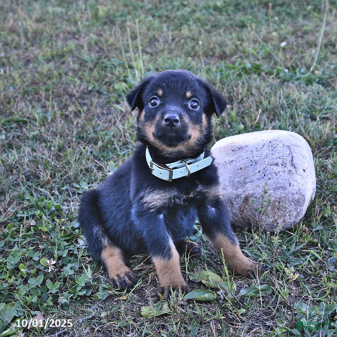 Rottweiler Amstaff Chow Mix Rottweiler Puppies For Sale In New - Main Image