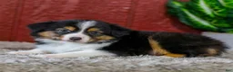Miniature Australian Shepherd dogs for sale: Yo-Yo - Ad 4