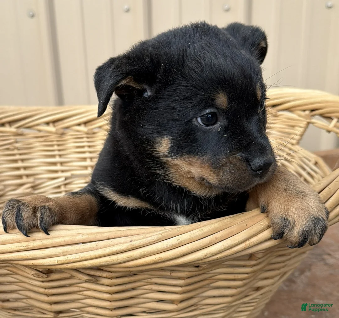 Rottweiler dogs for sale: Rottweiler Puppy 6 Sandy - Ad 5