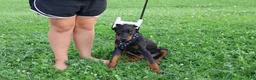 Doberman Pinscher dogs for sale: Doberman Pinscher 4 - Ad 13