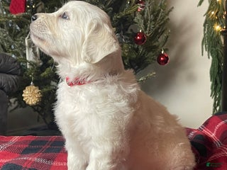 Golden Retriever dogs Samson - Ad 12