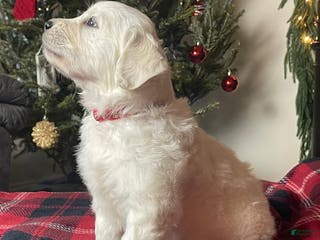 Golden Retriever dogs Samson - Ad 9