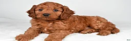 Cavapoo dogs for sale: Earl - Ad 7