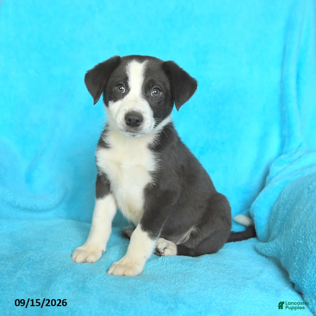 Mixed Breed dogs for sale: Johnny - Ad 2