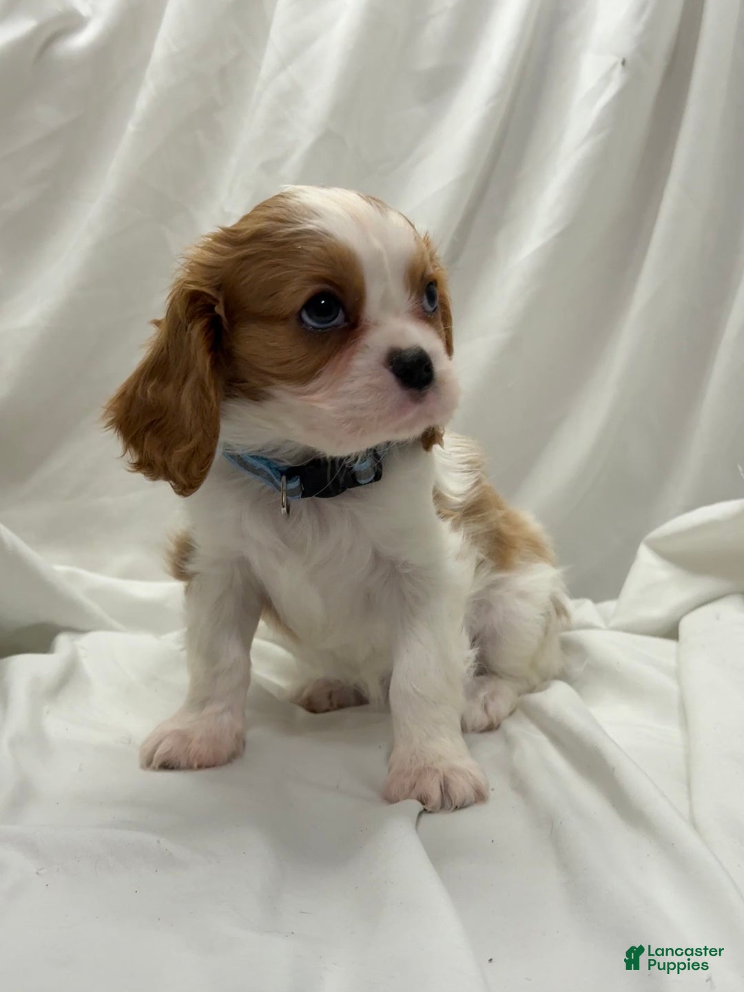 Cavalier King Charles Spaniel dogs for sale: Sky - Ad 1