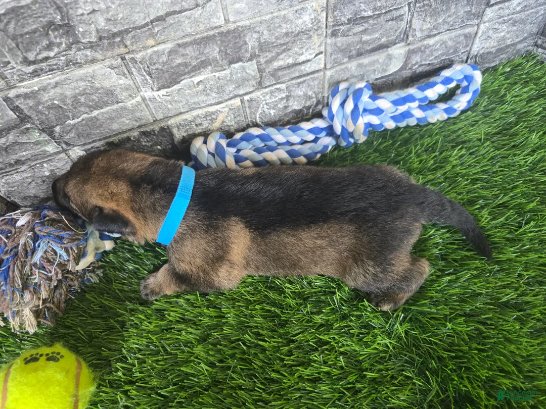 German Shepherd dogs for sale: German Shepherd 1 - Ad 2