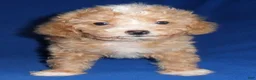 Miniature Poodle dogs for sale: Peanut - Ad 5