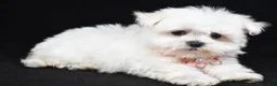 Maltese dogs for sale: Hope - Ad 2