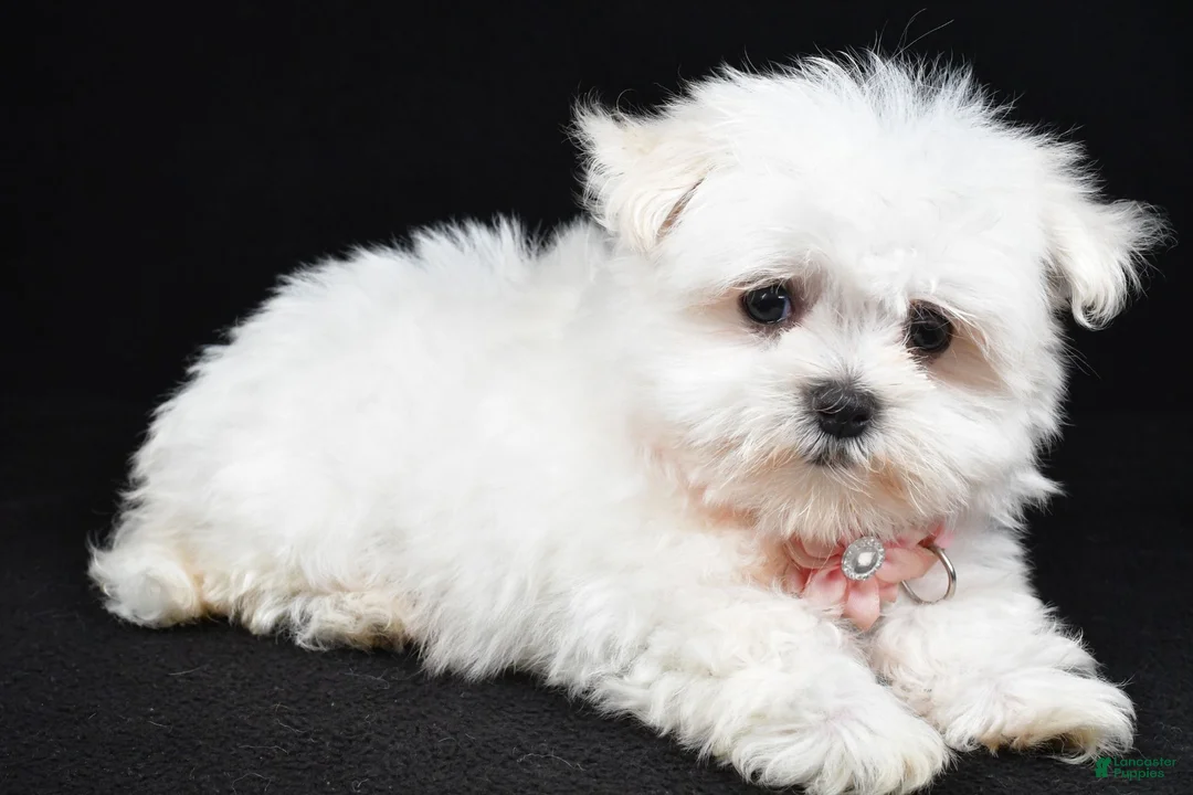 Maltese dogs for sale: Hope - Ad 2