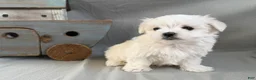 Maltese dogs for sale: Lucky - Ad 1