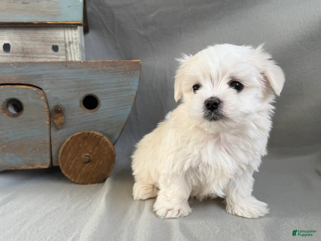 Maltese dogs for sale: Lucky - Ad 1