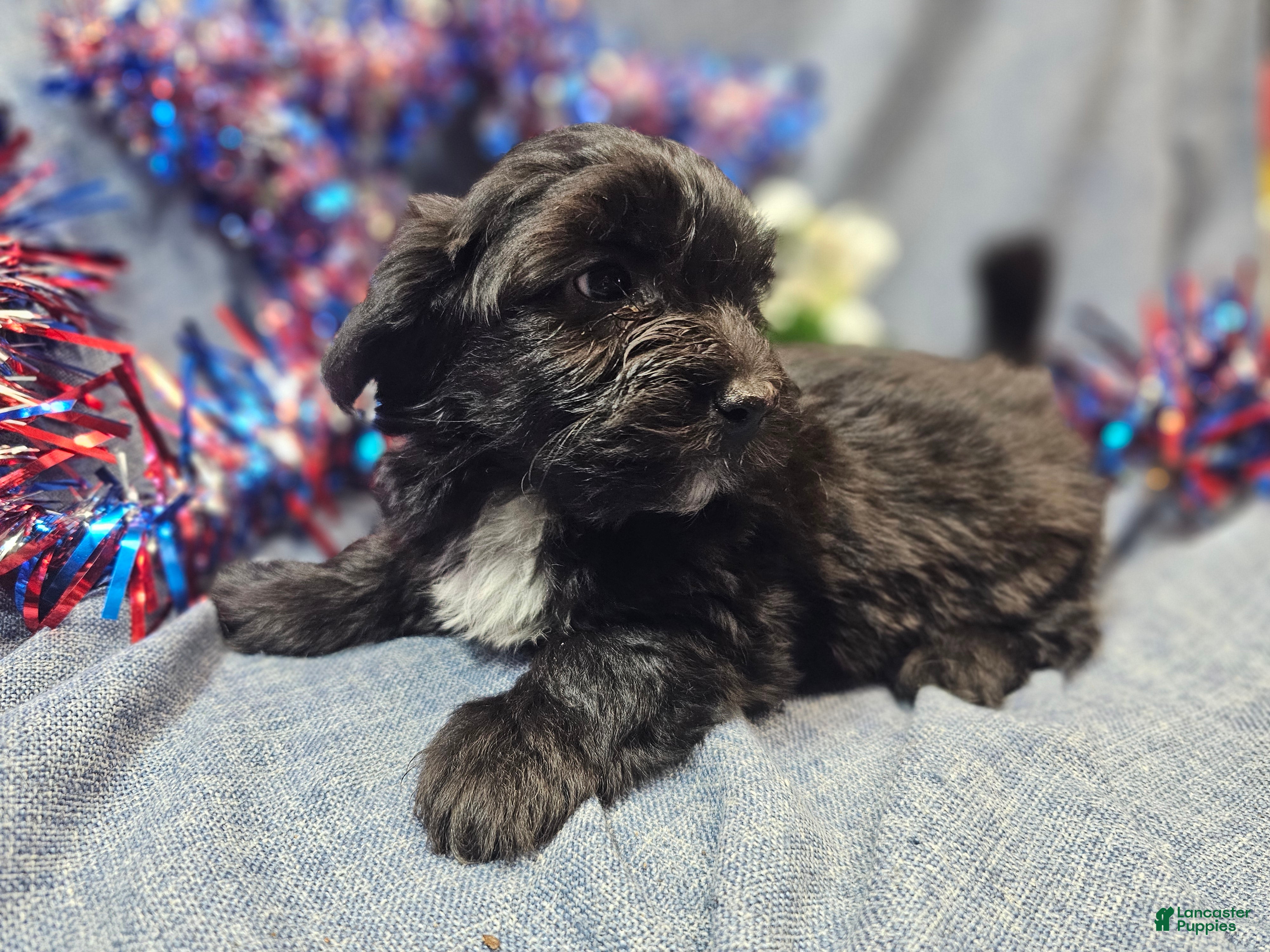 Havapoo dogs Joey (Male) - Ad 2