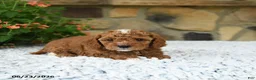 Cavapoo dogs for sale: Whisper - Ad 3