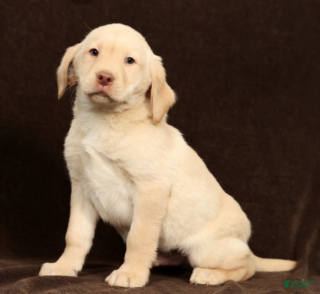 Labrador Retriever dogs for sale: Jase - Ad 9
