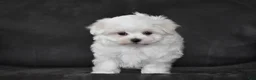 Maltese dogs for sale: Aiden - Ad 7