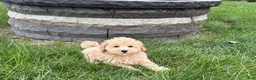 Maltipoo dogs for sale: Jesse  - Ad 9