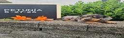Miniature Dachshund dogs for sale: Petunia - Ad 8