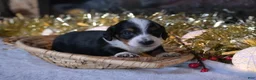 Dachshund dogs for sale: Sparkles - Ad 5