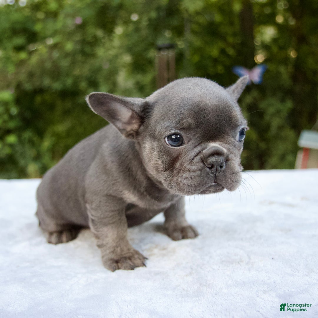 American Bulldog Teacup Pitbull Price American Bully Pocket French