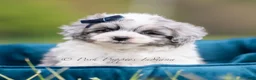 Maltipoo dogs for sale: Toby - Ad 2