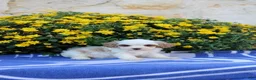 Pomeranian dogs for sale: Kimmy - Ad 3