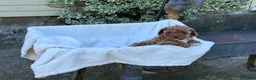 Toy Poodle dogs for sale: Gabi - Ad 8