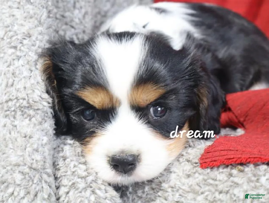 Cavalier King Charles Spaniel dogs for sale: Jerico - Ad 6