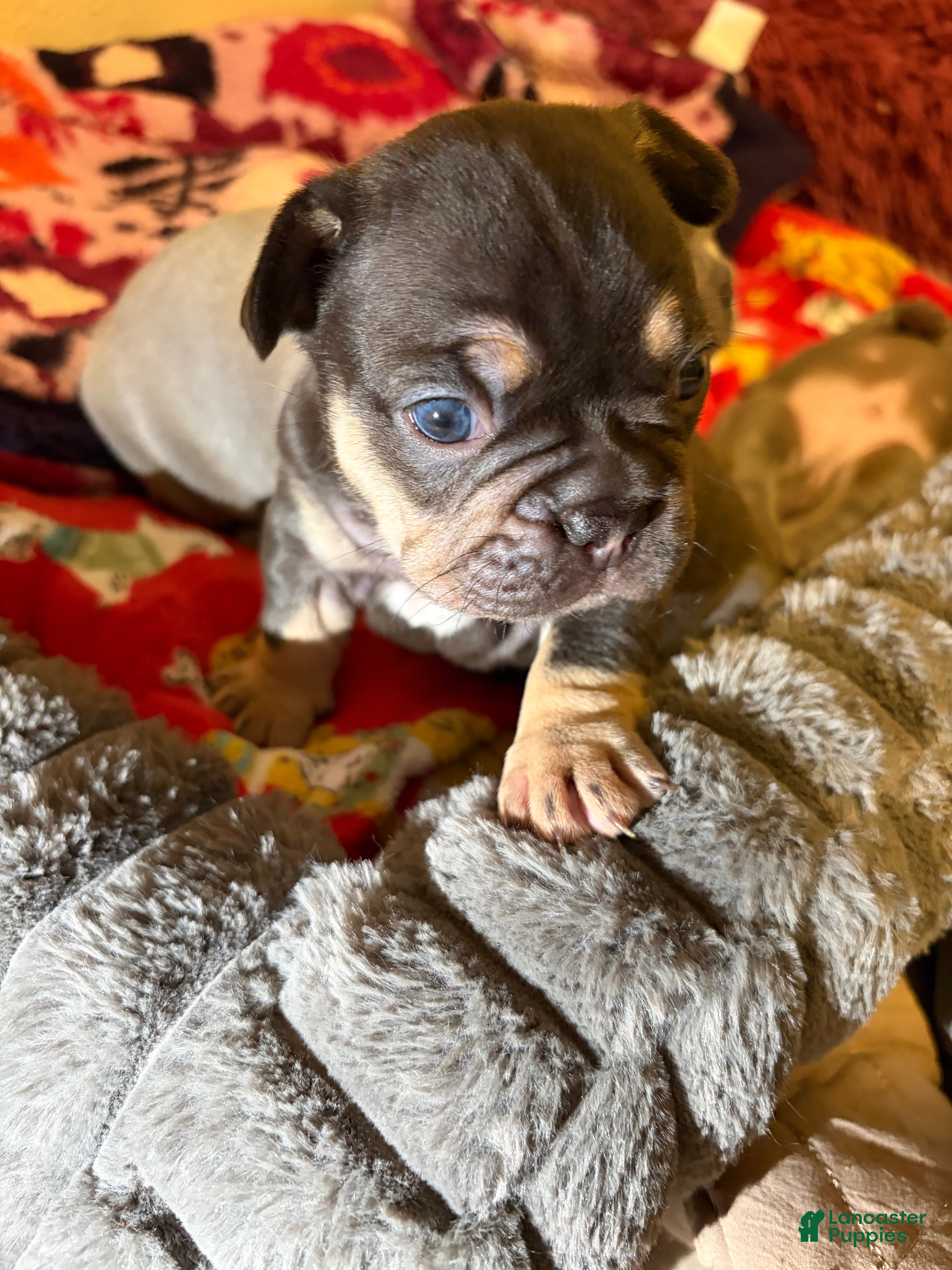 French Bulldog dogs French Bulldog Puppy 2 - Ad 13