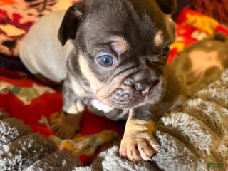 French Bulldog dogs French Bulldog Puppy 2 - Ad 13