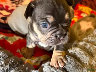 French Bulldog dogs French Bulldog Puppy 2 - Ad 32