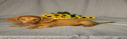 Miniature Dachshund dogs for sale: Tommy - Ad 4