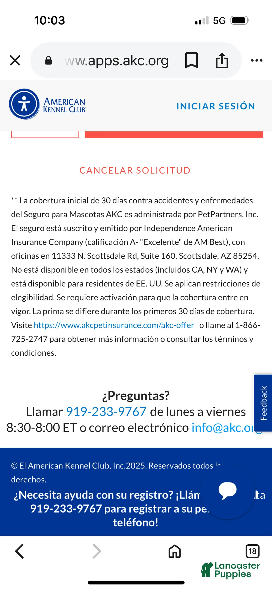 French Bulldog dogs for sale: French Bulldog Puppy 2 - Ad 12