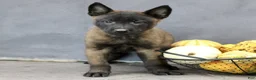 Belgian Malinois dogs for sale: Raina  - Ad 2