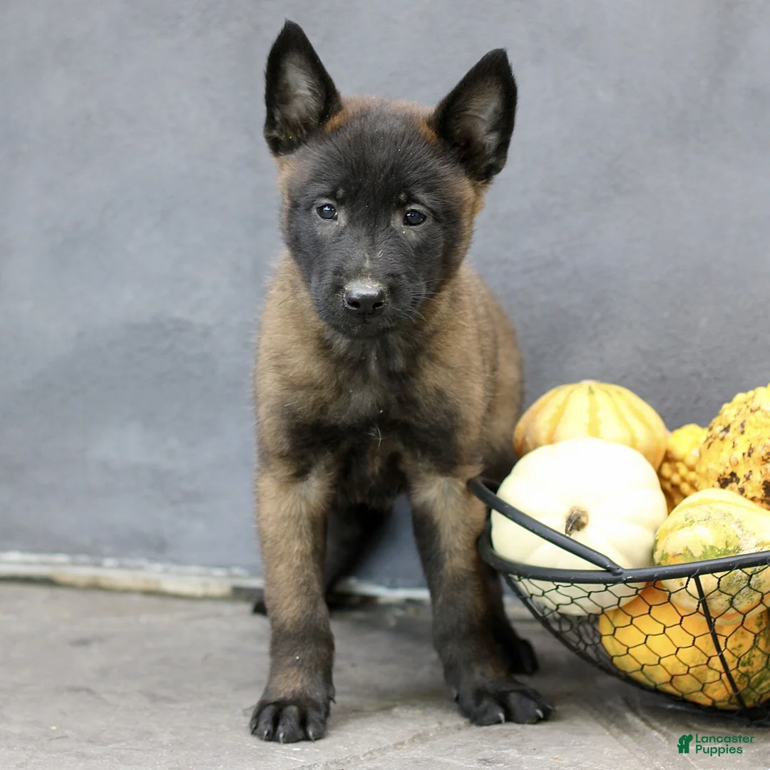 Belgian Malinois dogs for sale: Raina  - Ad 2