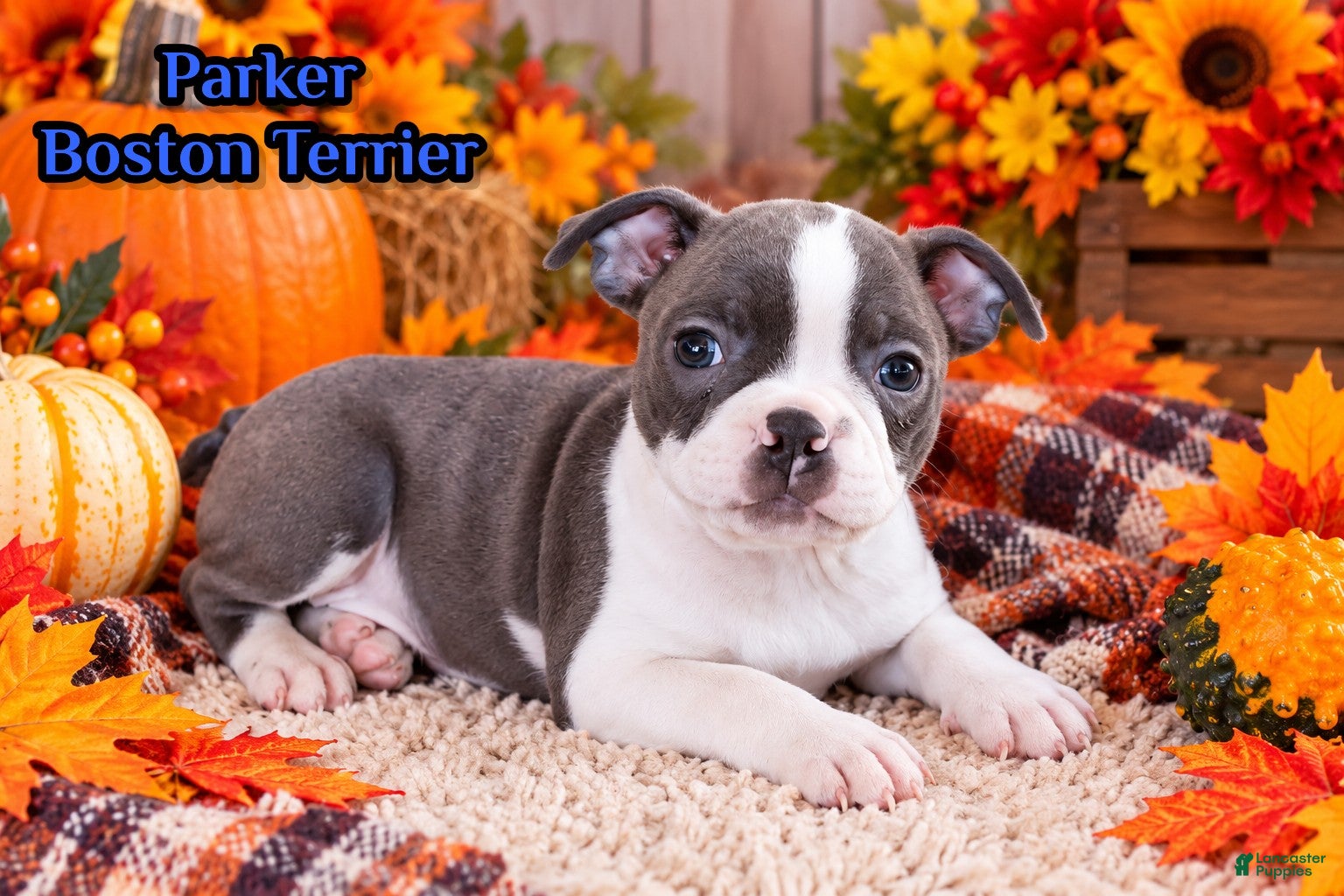 Boston Terrier dogs for sale: Parker Male Boston Terrier - Ad 1