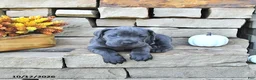 Cane Corso dogs for sale: Zeus - Ad 4