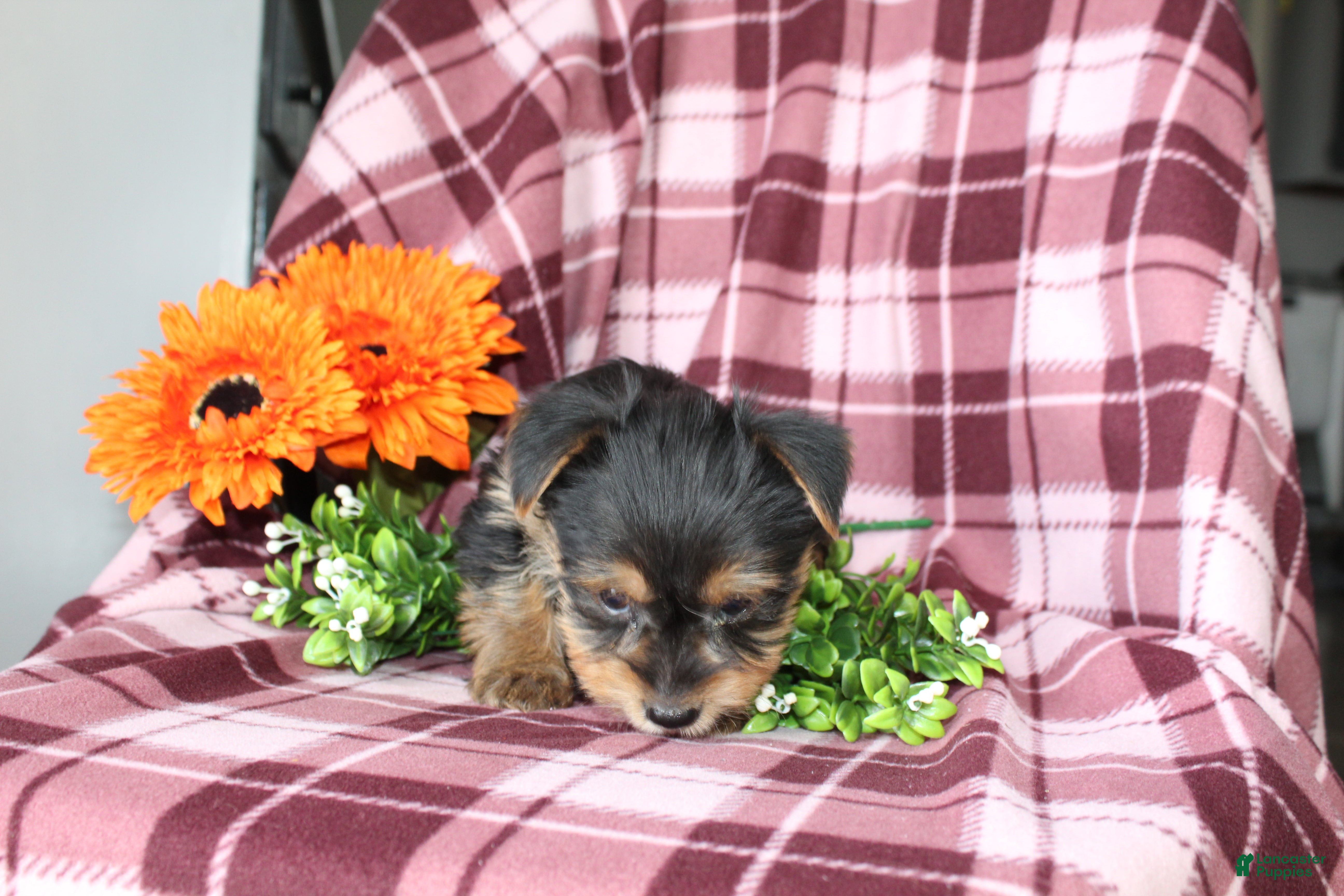 Yorkshire Terrier Puppies for sale Lancaster Puppies