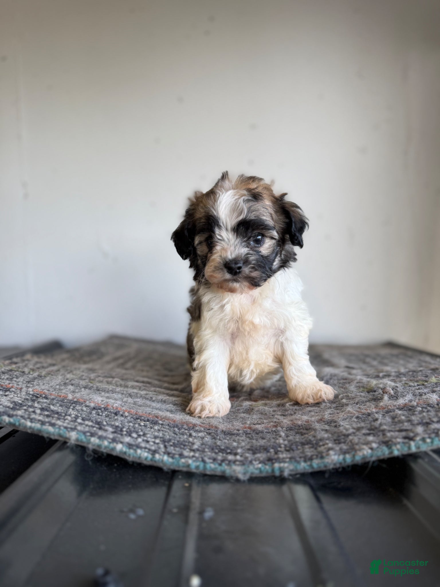 Shihpoo dogs Nick  - Ad 8