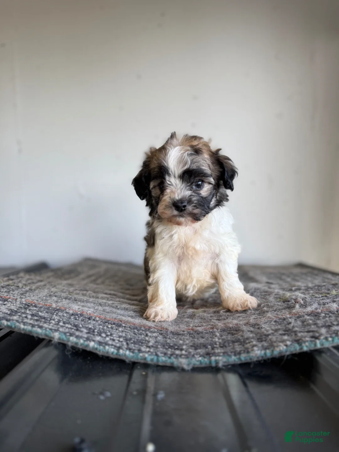 Shihpoo dogs for sale: Nick  - Ad 1